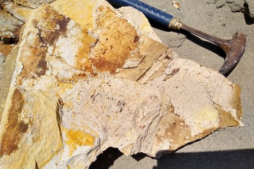 Primera evidencia de fósiles de planta hallados en campo.