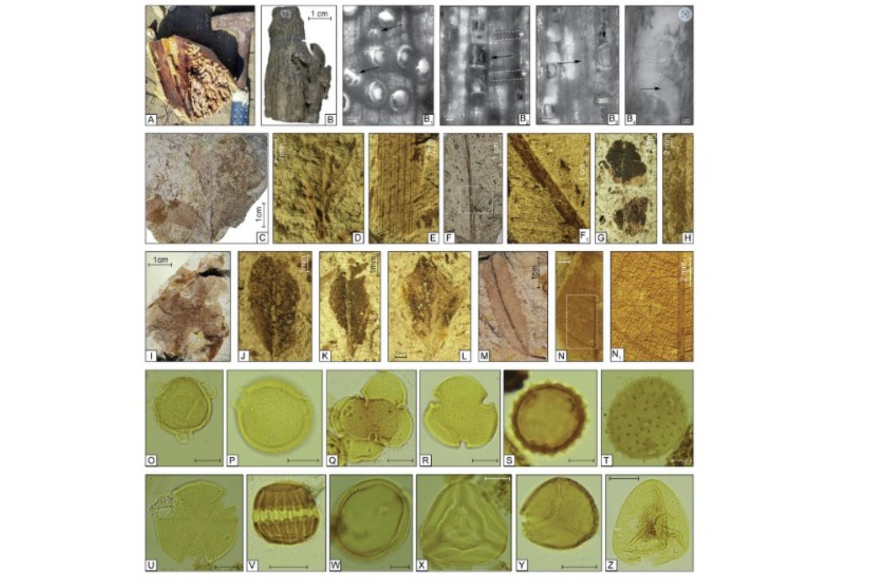 Hojas fósiles (filas 2 y 3), madera (fila 1) y palinomorfos (filas 4 y 5) del Mioceno tardío de la Formación Pisco. Figura extraída de art. de Communications Earth & Environment.