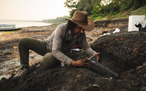 El proyecto de investigación permitirá, además, formar la primera colección paleobotánica en el interior del país y estará en Loreto. Foto: Cortesía Daiji Umemoto. El proyecto de investigación permitirá, además, formar la primera colección paleobotánica en el interior del país y estará en Loreto. Foto: Cortesía Daiji Umemoto.