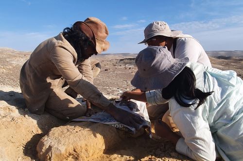 Rodolfo Salas-Gismondi, Walter Aguirre y Camila Zamora-Vega preparándose para colectar restos poscraneales de Piscogavialis laberintoensis. Foto: Cortesía Patricia Carrasco.
