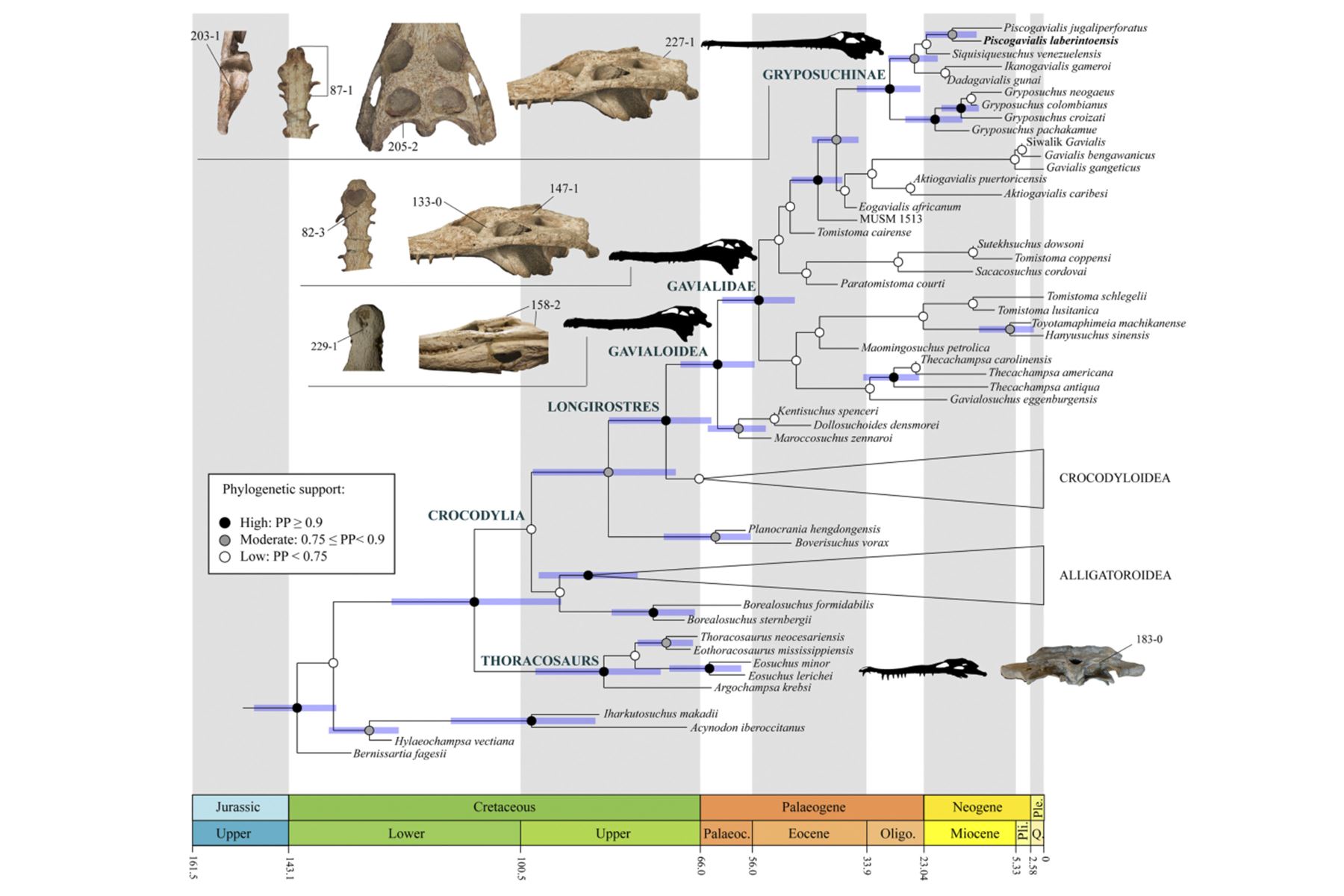 Relaciones evolutivas (filogenéticas) de 'Piscogavialis laberintoensis' dentro de 'Gavialoidea'. Figura extraída de artículo de Biology Letters.
