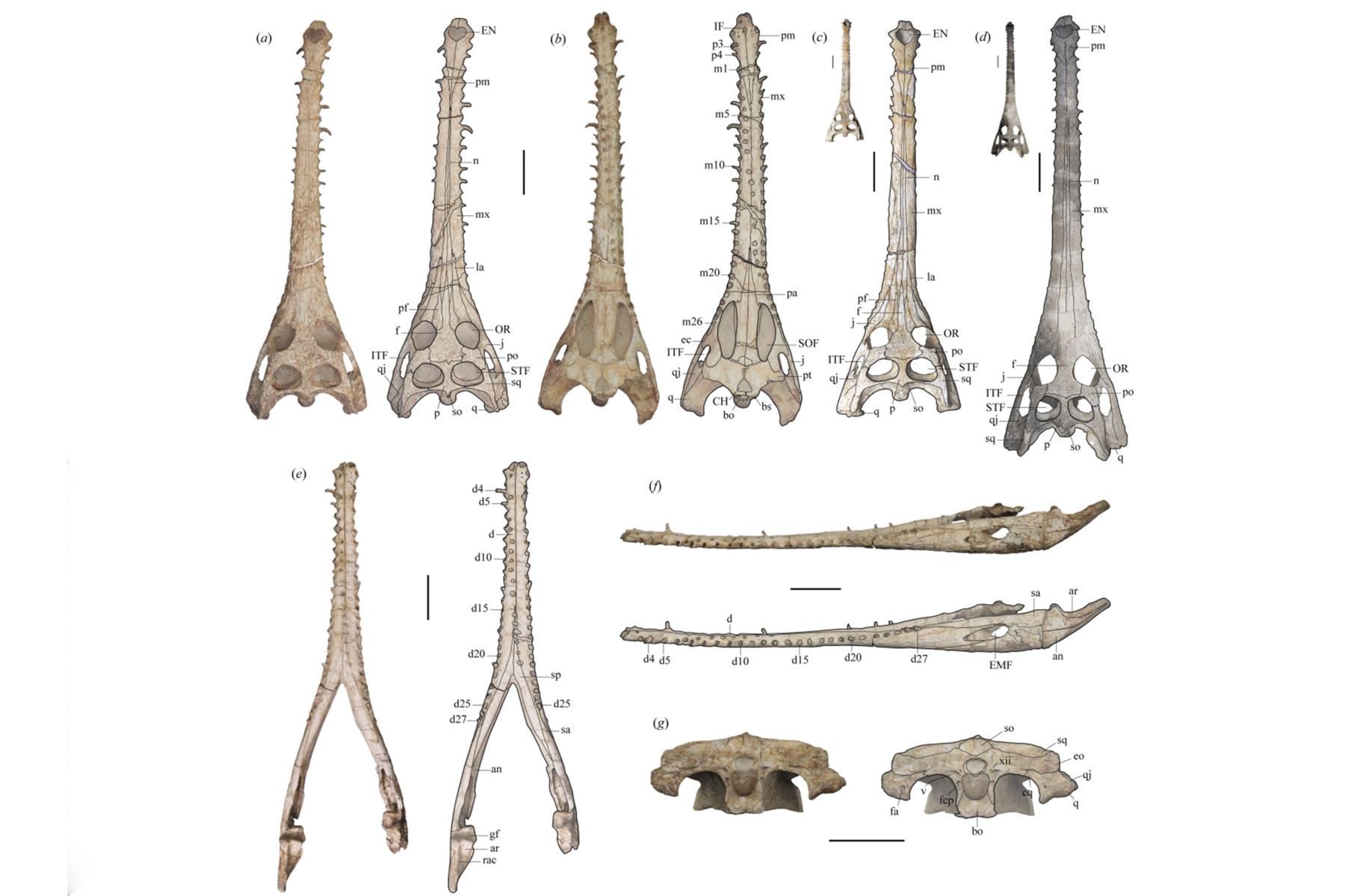 Fotos y gráficos anatómicos de 'Piscogavialis laberintoensis' en diferentes vistas y comparación con 'Piscogavialis jugaliperforatus'. Extraídos de artículo Biology Letters.