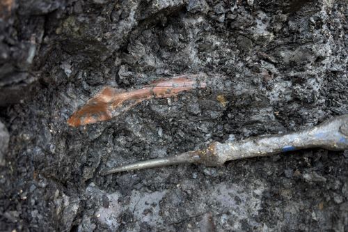 Mandíbula de caimán, posible pariente del caimán blanco, de 13 millones de años, en el momento del descubrimiento en Tamshiyacu, región Loreto. Mandíbula de caimán, posible pariente del caimán blanco, de 13 millones de años, en el momento del descubrimiento en Tamshiyacu, región Loreto.