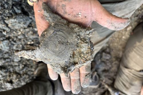 Vértebra de delfín de 13 millones de años de antigüedad descubierta en Pebas, región Loreto. Cortesía Rodolfo Salas-Gismondi. Vértebra de delfín de 13 millones de años de antigüedad descubierta en Pebas, región Loreto. Cortesía Rodolfo Salas-Gismondi.