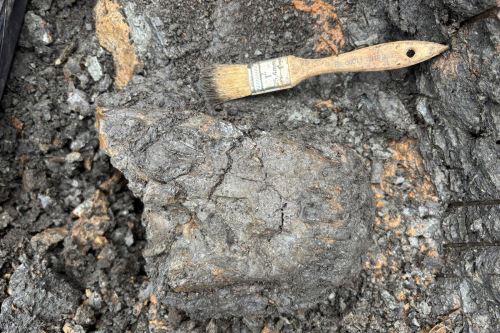 Cráneo de 'Gnatusuchus pebasensis', un caimán superextraño que existió en el sistema Pebas, región Loreto. Cortesía Rodolfo Salas-Gismondi. Cráneo de 'Gnatusuchus pebasensis', un caimán superextraño que existió en el sistema Pebas, región Loreto. Cortesía Rodolfo Salas-Gismondi.