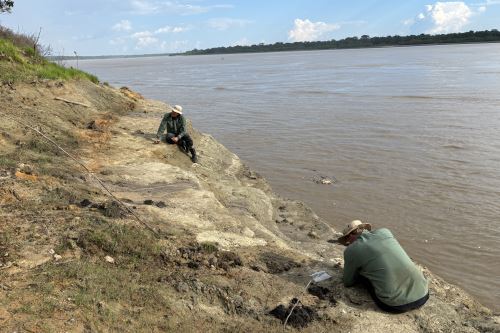 Colecta de fósiles en la localidad más productiva de la zona, Tamshiyacu (Loreto), a orillas del río Amazonas. Colecta de fósiles en la localidad más productiva de la zona, Tamshiyacu (Loreto), a orillas del río Amazonas.
