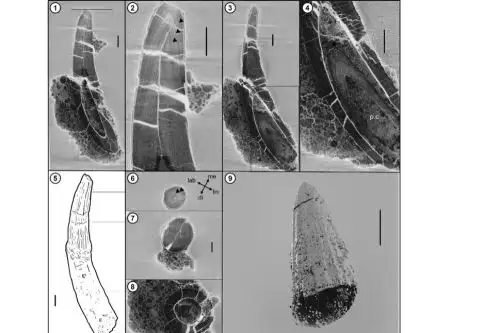 Detalles de imágenes obtenidas por tomografía computarizada a uno de los dientes hallados en la cuenca de Bagua. Se identificaron marcas de crecimiento (ver número 2) y también un diente de reemplazo al interior (ver números 3, 4 y 9). Imagen: Cortesía Giancarlo Olmedo.