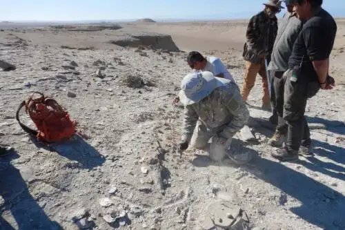 Descubrimiento y rescate de delfín fósil en el desierto de Ocucaje, región Ica. Foto: ANDINA/Ingemmet. Descubrimiento y rescate de delfín fósil en el desierto de Ocucaje, región Ica. Foto: ANDINA/Ingemmet.