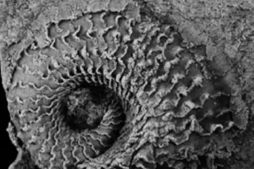 'Phragmolites lissoni-Ebbestad & Gutiérrez-Marco' (2019), molde en látex de la vista lateral derecha. Escala: 5 mm. Foto: ANDINA/Ingemmet. 'Phragmolites lissoni-Ebbestad & Gutiérrez-Marco' (2019), molde en látex de la vista lateral derecha. Escala: 5 mm. Foto: ANDINA/Ingemmet.