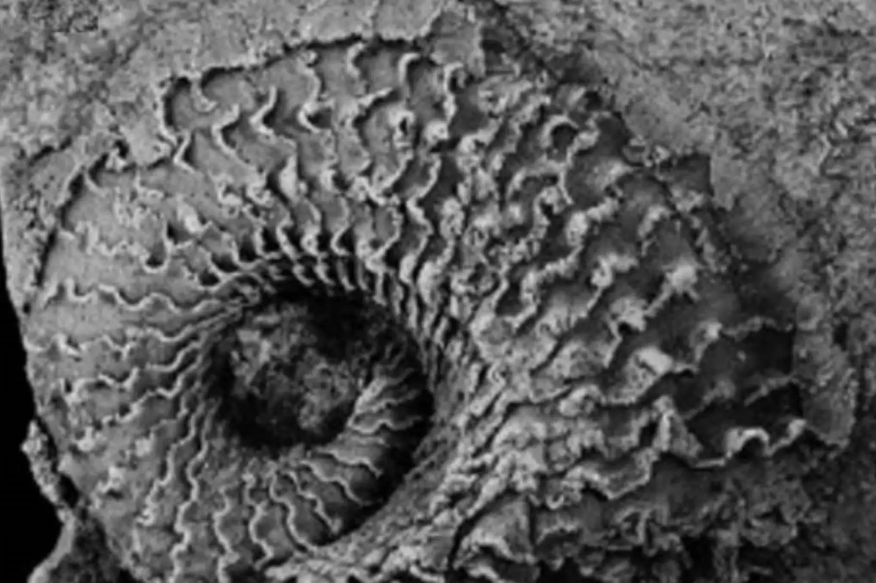 'Phragmolites lissoni-Ebbestad & Gutiérrez-Marco' (2019), molde en látex de la vista lateral derecha. Escala: 5 mm. Foto: ANDINA/Ingemmet.