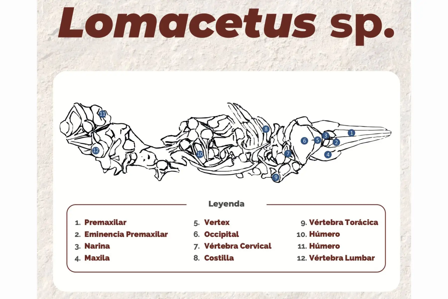 Así era la parte interna del 'Lomacetus sp.', ancestro de las marsopas marinas. Figura: Ingemmet.