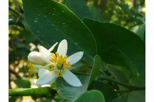 Flor típica del limón ('Citrus aurantifolia swingle') que crece en el valle de San Lorenzo, región Piura. Foto: Ingemmet.