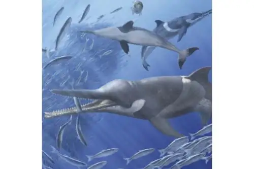 Ilustración representativa de 'Messapicetus gregarius' alimentándose de sardinas, durante el Mioceno tardío (10 Ma) en las costas peruanas.  © A. Gennari (Italia).