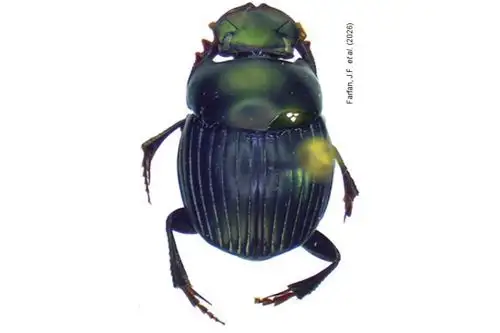 'Canthidium viridiobscurum' es una especie de escarabajo estercolero reportada por primera vez en el Perú.