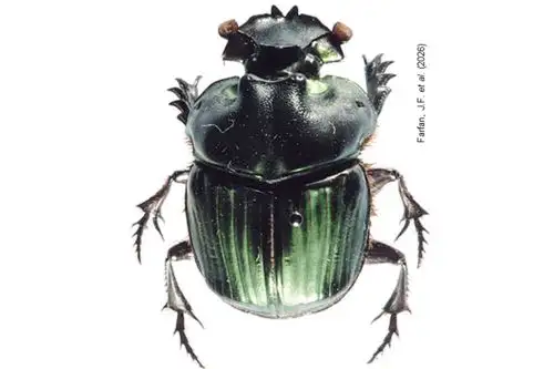 'Coprophanaeus magnoi' es una especie de escarabajo estercolero reportada por primera vez en el Perú.