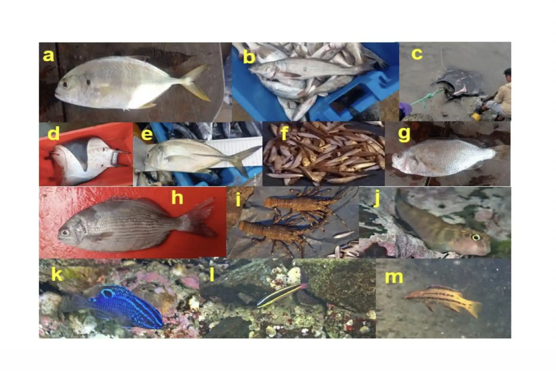 Especies de aguas cálidas reportadas más al sur de su límite de distribución usual, agosto 2026. a. Caranx caninus 'chumbo', b. Menticirrhus elongatus 'misho', c. Mobula birostris 'mantarraya gigante', d. Mobula thurstoni 'diablo manta' e. Caranx sexfasciatus 'jurel de ojo colorado', f. Anchoa nasus 'samasa', g. Stellifer mancorensis 'mojarra plaetada', h. Kyphosus elegans 'chopa', i. Panulirus gracilis 'langosta verde', j. Ophioblennius steindachneri 'blenido', k. Stegastes acapulcoensis 'castañeta', l. Thalassoma lucasanum 'viejita arco iris' y m. Bodianus diplotaenia 'vieja colorada'. Figura: Enfen. Especies de aguas cálidas reportadas más al sur de su límite de distribución usual, agosto 2026. a. Caranx caninus 'chumbo', b. Menticirrhus elongatus 'misho', c. Mobula birostris 'mantarraya gigante', d. Mobula thurstoni 'diablo manta' e. Caranx sexfasciatus 'jurel de ojo colorado', f. Anchoa nasus 'samasa', g. Stellifer mancorensis 'mojarra plaetada', h. Kyphosus elegans 'chopa', i. Panulirus gracilis 'langosta verde', j. Ophioblennius steindachneri 'blenido', k. Stegastes acapulcoensis 'castañeta', l. Thalassoma lucasanum 'viejita arco iris' y m. Bodianus diplotaenia 'vieja colorada'. Figura: Enfen.