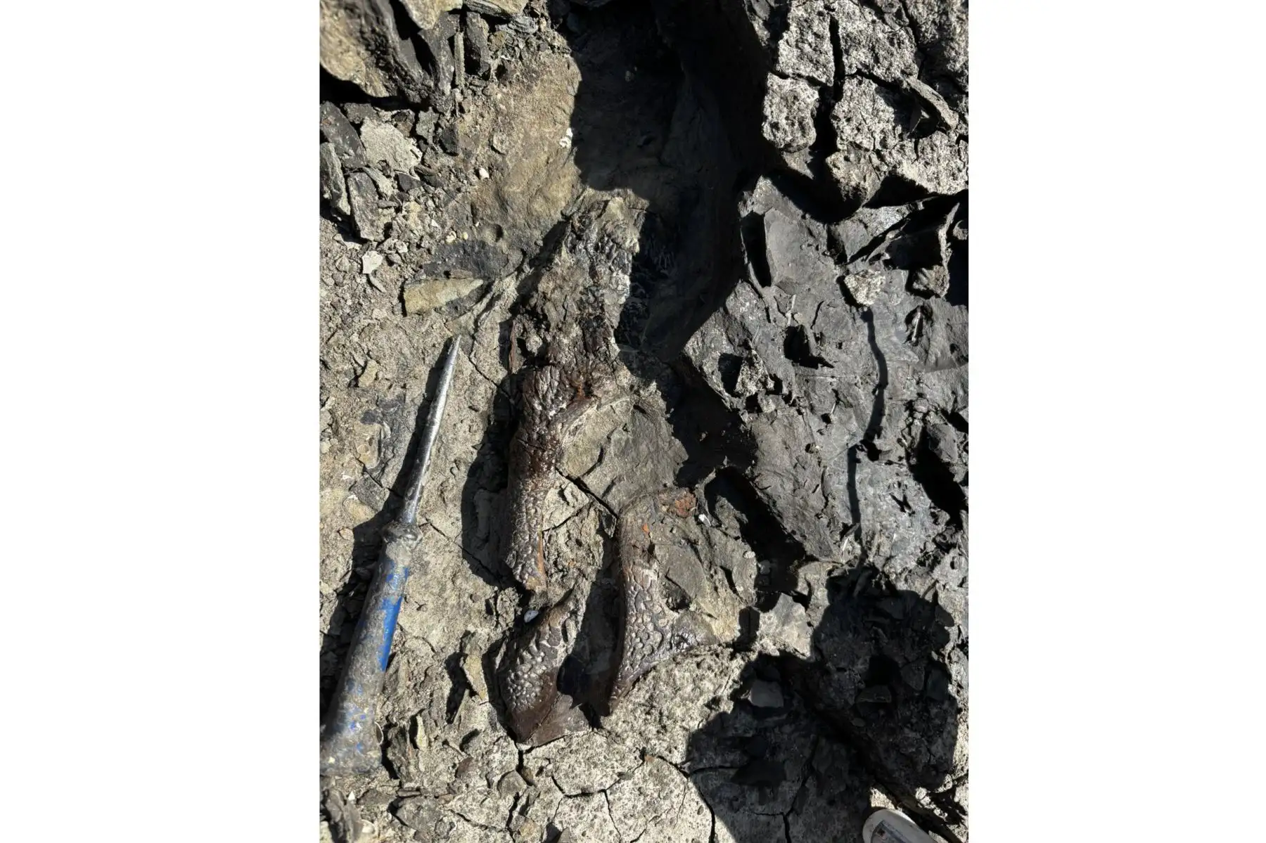 Colecta del fósil de 'Gnatusuchus pebasensis', de unos 15 millones de años. Foto: Rodolfo Salas-Gismondi.