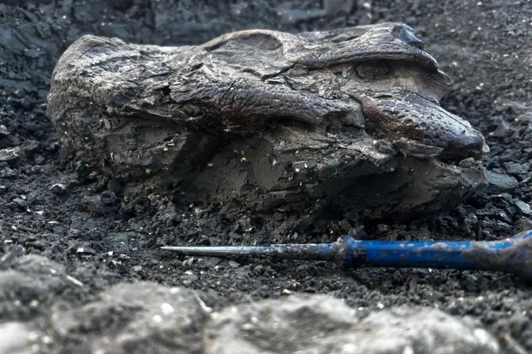 Vista lateral del cráneo fósil del 'Gnatusuchus pebasensis', hallado durante expedidición científica en Loreto. Foto: Rodolfo Salas-Gismondi.