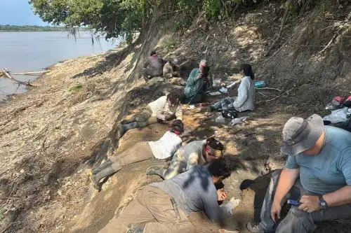 Colecta de fósiles en un bonebed de la formación Pebas en Condo, río Amazonas, Loreto, cerca de la frontera con Colombia. Foto: Rodolfo Salas-Gismondi.