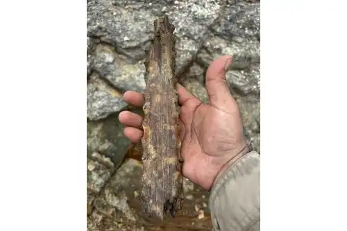 Maxilar de cocodrilo de rostro largo descubierto en rocas de la formación Pebas, río Amazonas. Foto: Rodolfo Salas-Gismondi.