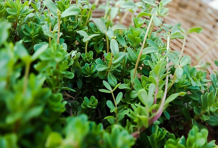 Plantas utilizadas para el tratamiento del cáncer