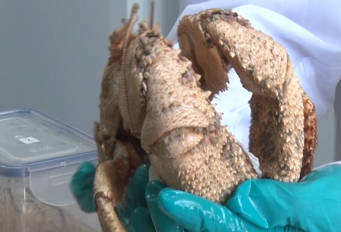 Colección científica con especies únicas de Imarpe