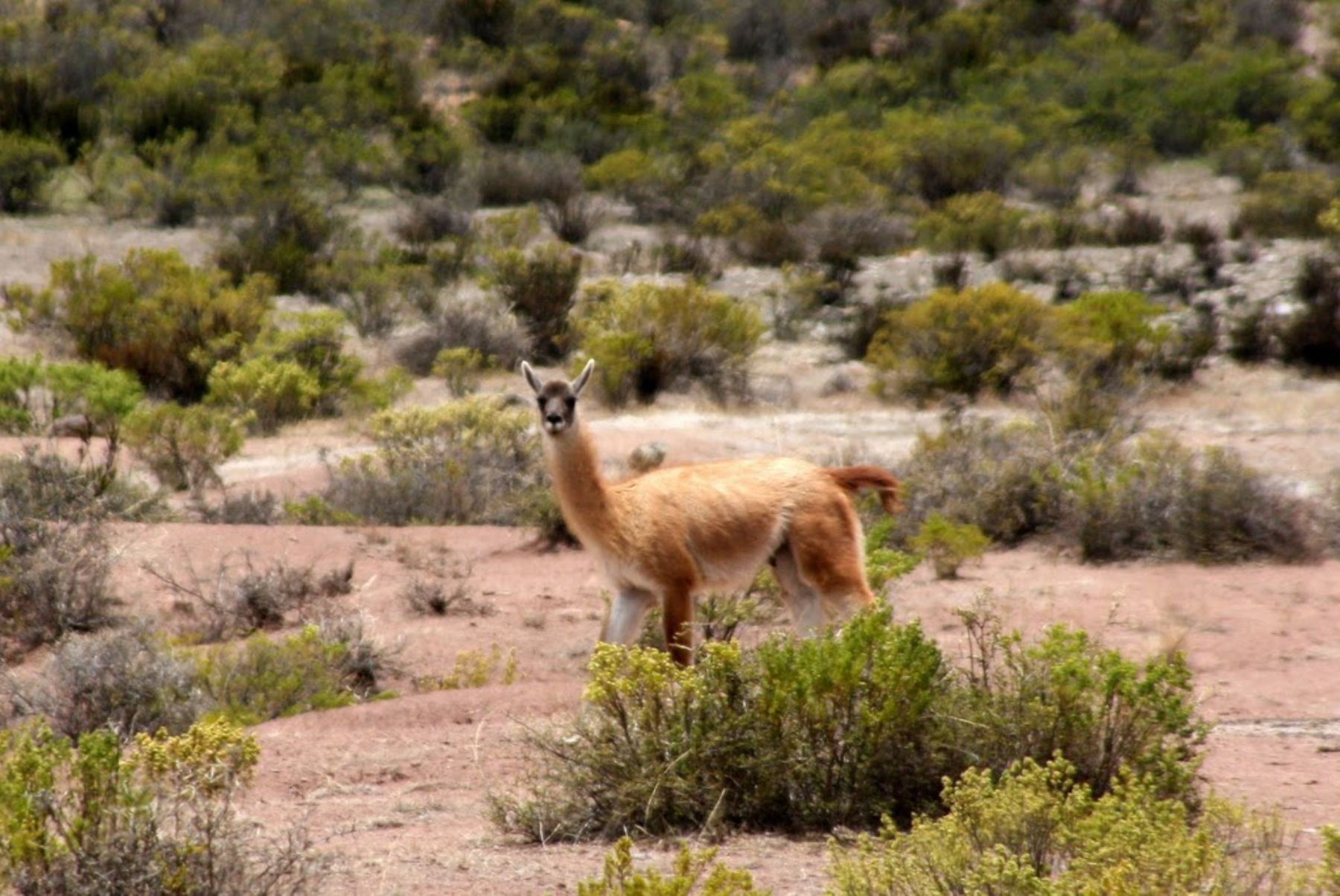 LA LIBERTAD, PERÚ-ENERO 08. La reserva nacional de Calipuy constituye el hogar de la mayor cantidad de guanacos de Perú. Foto: Sernanp.