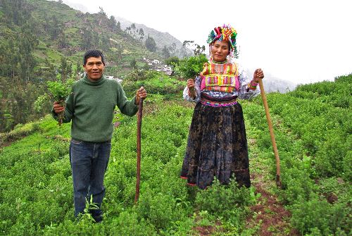 Moquegua. Productores de orégano.