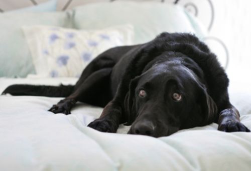 FOTO: AKC