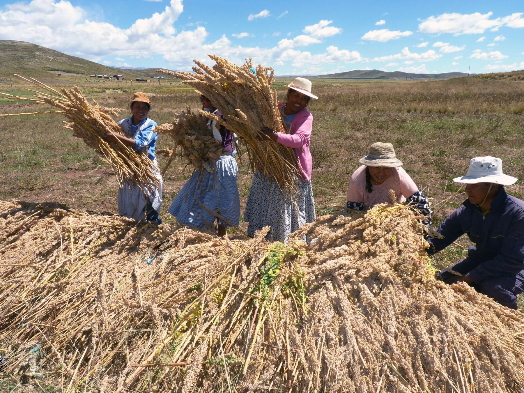 LIMA, PERU - FEBRERO- 20-  Productores Agropecuarios de Quinua en Puno 
 Foto: Andina/ Juan Carlos Chávez