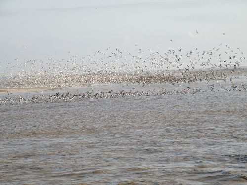 En Lagunas de Mejía habitan 195 especies de aves, entre residentes y migratorias. Por ese motivo este es un lugar ideal para la observación de aves. Foto: Andina/Sernanp