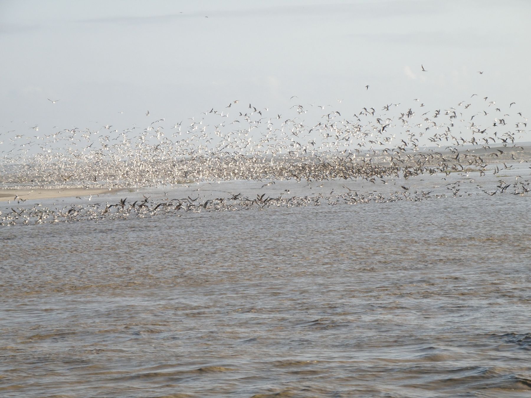 En Lagunas de Mejía habitan 195 especies de aves, entre residentes y migratorias. Por ese motivo este es un lugar ideal para la observación de aves. Foto: Andina/Sernanp