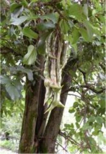 Los árboles que producen el basul crecen principalmente en la sierra central del país.