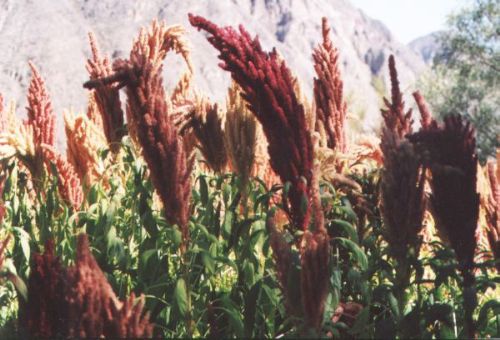 La kiwicha es uno de los productos con mayor potencial exportador de Apurímac. ANDINA/Difusión