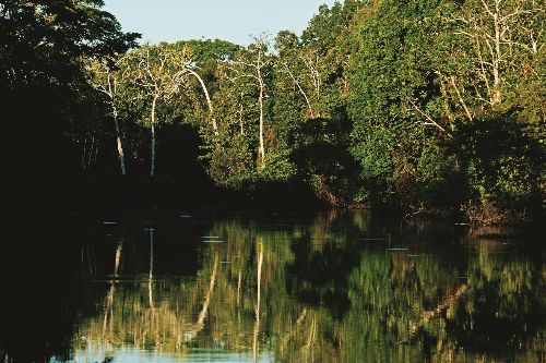 Perú anunció ante la COP25 que logró reducir deforestación en la Amazonía durante el 2018. ANDINA/Difusión