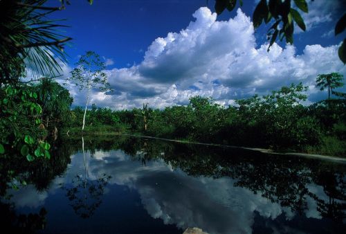 Perú es un país privilegiado porque más del 60% de su territorio está conformado por bosques tropicales y ocupa el cuarto lugar en el planeta como poseedor de este tipo de riqueza forestal. ANDINA/archivo