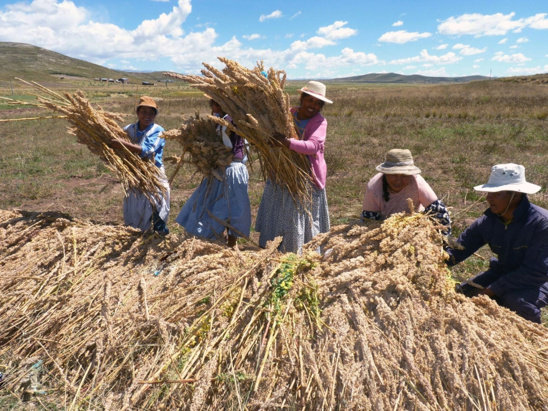 En Cusco se ampliará el número de hectáreas para la siembra de quinua.