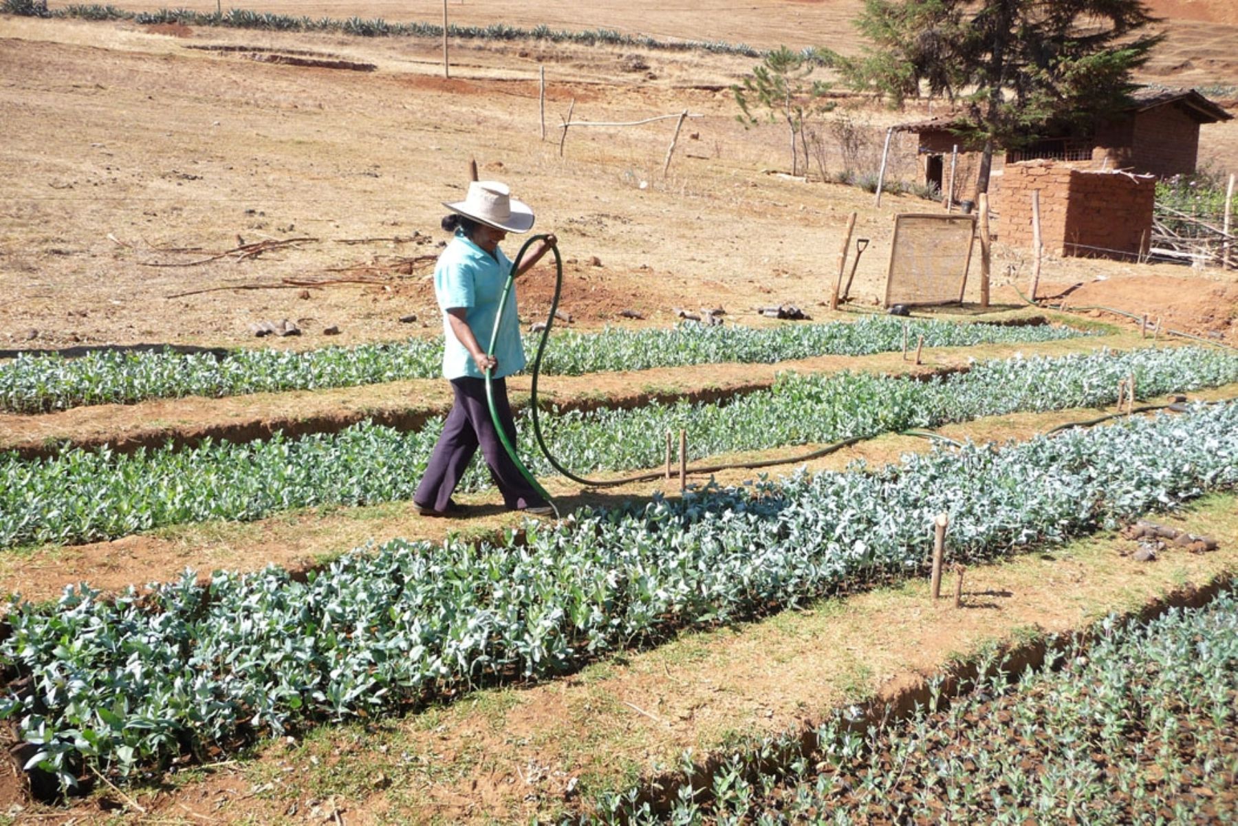 Las comunidades liberteñas participan en el cultivo de especies de árboles nativos en esa región.