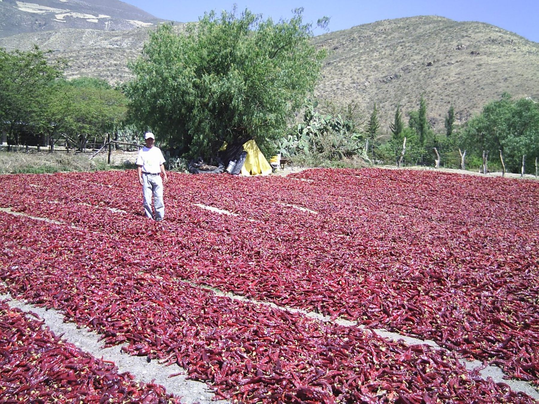 Lambayeque destaca por su producción de páprika, que tiene gran demanda en el exterior.