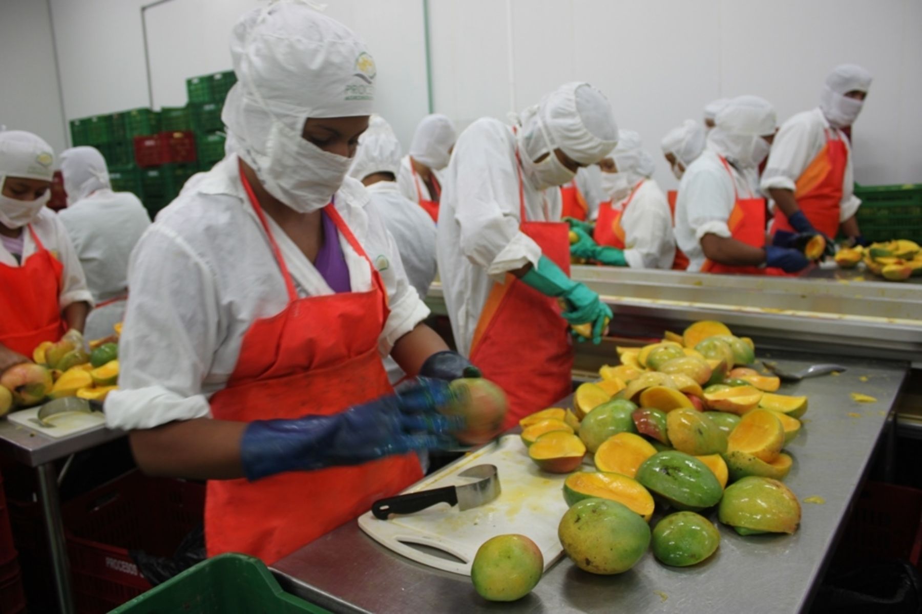 Exportación de mangos peruanos. Foto: Adex