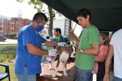 Los engreídos de la familia serán atendidos por especialistas de la veterinaria municipal del distrito. Foto: Andina/Difusión