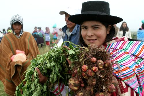 Proyecto mejoró la producción de papa en Ayacucho.