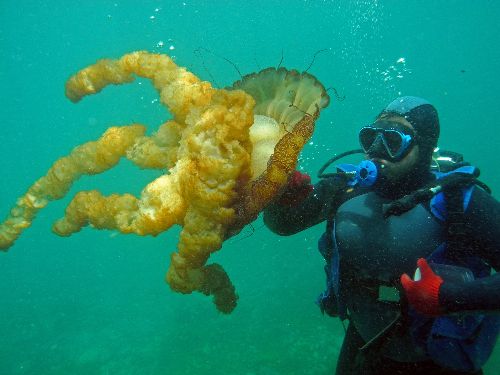 Realizan documental sobre la biodiversidad de las Islas Focas