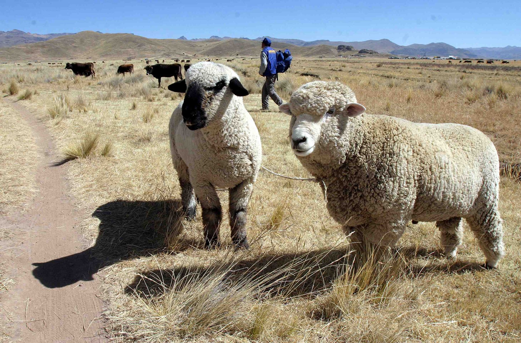 Proyecto Ovino Lechero busca mejorar la calidad de vida de los productores ganaderos de Puno.