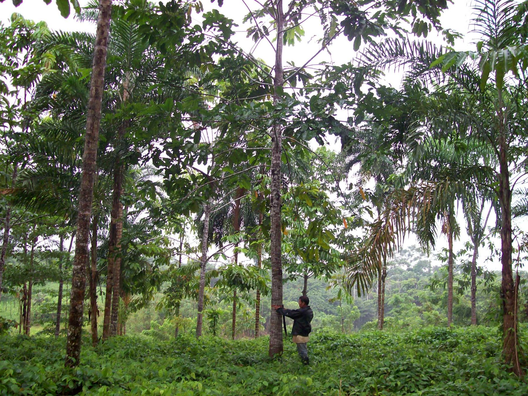 Con el préstamo se busca implementar una autoridad forestal “eficiente y competitiva”, que permita la conservación de la Amazonía.