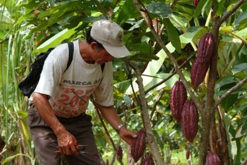 Región San Martín busca prevenir incidencia de cadmio en el cacao. ANDINA/archivo