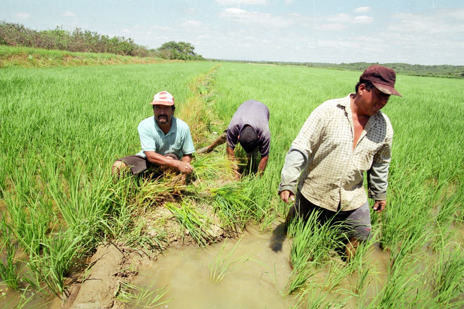 100 millones se destinarán para la compra de arroz a pequeños agricultores y 50 millones para trabajos de descolmatación y mantenimiento de canales de riego, ANDINA/archivo