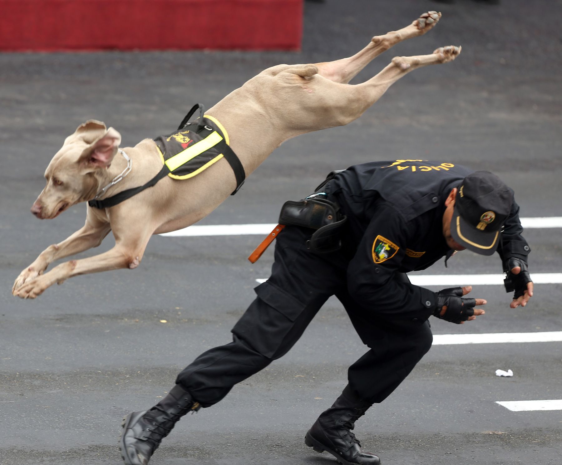LIMA, PERÚ - JULIO 29.Integrantes de la Unidad Canina de la PNP realizan maniobras en la Parada Cívico Militar por 192 aniversario patrio.Foto: ANDINA/Carlos Lezama