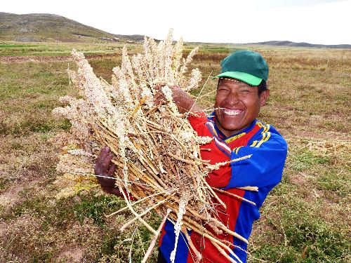 Con el concurso se busca reactivar las diversas cadenas productivas de Ayacucho, como el de la producción de quinua. ANDINA/archivo