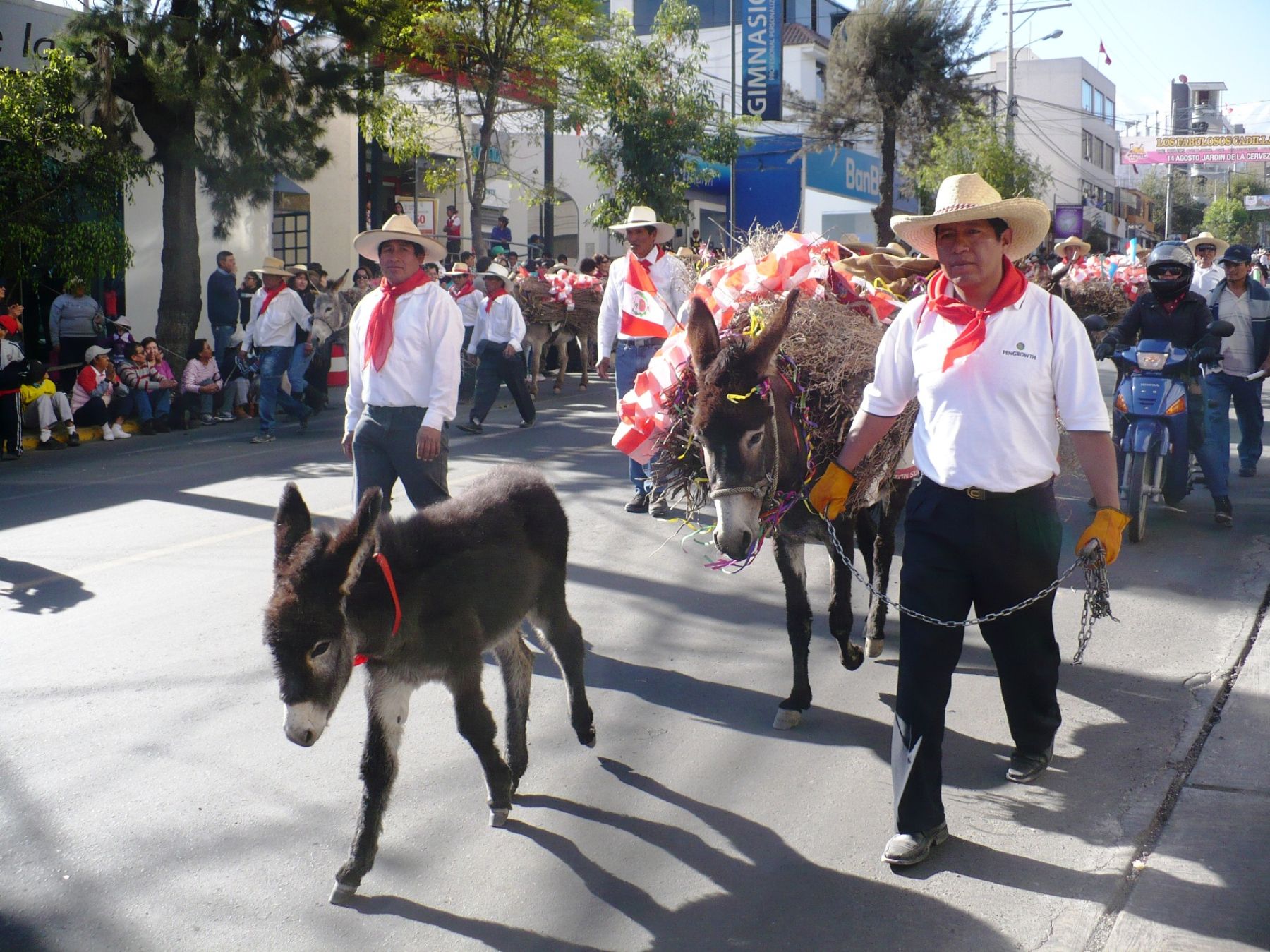 El carnaval de Arequipa y otras danzas típicas de la ciudad participan del desfile por la entrada de ccapo que se inició en el distrito de Cayma.